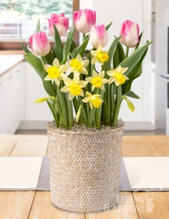 Menu Illuminated Blooms Potted Bulb Garden