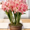 Menu First Love Potted Bulb Garden -Holland Bulb Farms MG1822 october amaryllis
