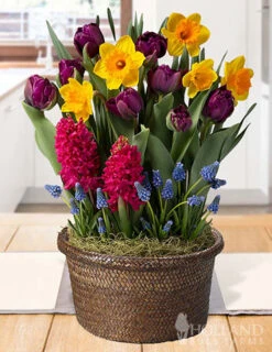 Menu Full Of Fun Potted Bulb Garden