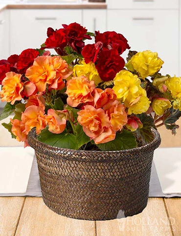 Menu Basket Of Begonias Potted Bulb Garden 3 Menu Basket Of Begonias Potted Bulb Garden