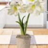 Menu Lemon Star Amaryllis Potted Bulb Garden -Holland Bulb Farms MG3991 lemon star amaryllis potted bulb garden 2