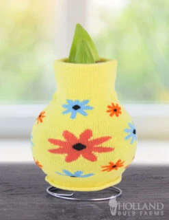 Menu Flower Love Forever Sweater Amaryllis Collection 15 Menu Flower Love Forever Sweater Amaryllis Collection -Holland Bulb Farms Snowman 370 480 bulbs logo 1