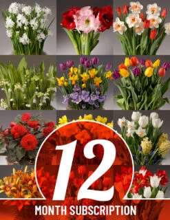 Holland Bulb Farms 28 Menu 12 Month Potted Bulb Garden Subscription