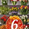 Menu 6 Month Potted Bulb Garden Subscription -Holland Bulb Farms bulb garden subscription images 6 month subscription