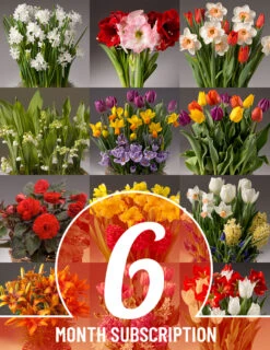 Holland Bulb Farms 32 Menu 6 Month Potted Bulb Garden Subscription