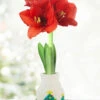 Menu O Tannenbaum Sweater Amaryllis -Holland Bulb Farms christmas tree 370 480 full grown logo 1