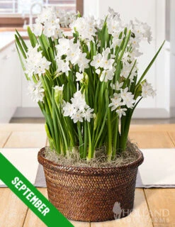 Menu 12 Month Potted Bulb Garden Subscription -Holland Bulb Farms fall 2019 subscription september