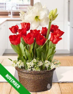 Menu 12 Month Potted Bulb Garden Subscription -Holland Bulb Farms fall 2023 subscription november