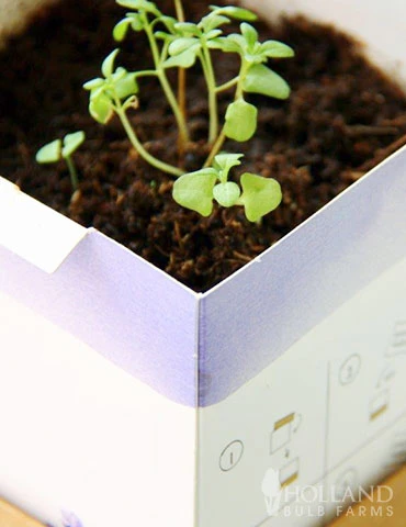 Menu Homemade Herb Kit- Salad Mix 3 Menu Homemade Herb Kit- Salad Mix - Image 2