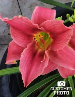 Menu Re-Blooming Daylily Collection -Holland Bulb Farms pink daylily 2018 06 20