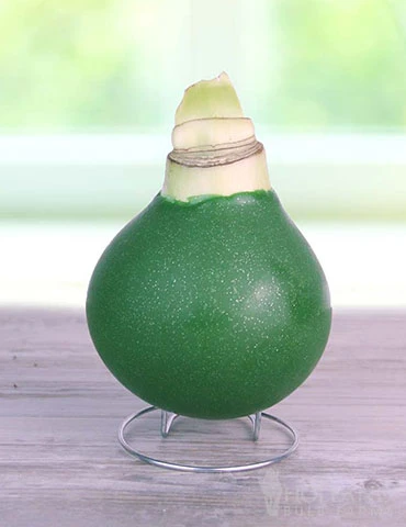 Menu Holiday Traditions Waxed Amaryllis 4 Menu Holiday Traditions Waxed Amaryllis - Image 2