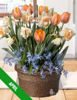 Menu 6 Month Potted Bulb Garden Subscription -Holland Bulb Farms spring 2023 april subscription 2