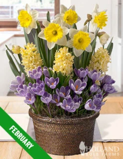 Menu 3 Month Potted Bulb Garden Subscription -Holland Bulb Farms spring 2023 february 1