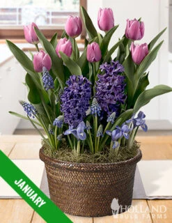 Menu 3 Month Potted Bulb Garden Subscription -Holland Bulb Farms spring 2023 january 1