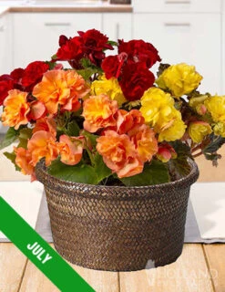 Menu 6 Month Potted Bulb Garden Subscription -Holland Bulb Farms spring 2023 july 2