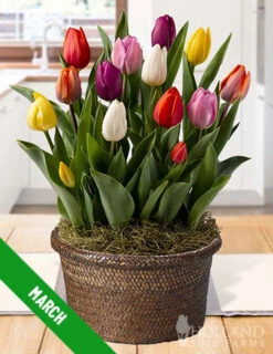 Menu 3 Month Potted Bulb Garden Subscription -Holland Bulb Farms spring 2023 march 1