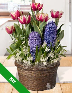 Menu 12 Month Potted Bulb Garden Subscription -Holland Bulb Farms spring 2023 may