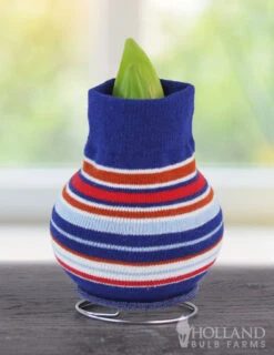 Menu Warm Wishes Sweater Amaryllis Collection -Holland Bulb Farms stripes 370 480 bulbs 370 480 bulbs logo