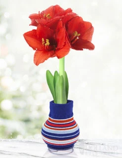 Menu Just For Fun Sweater Amaryllis Collection -Holland Bulb Farms stripes 370 480 full grown logo 1