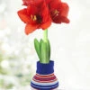 Menu Cheer Up Buttercup Sweater Amaryllis -Holland Bulb Farms stripes 370 480 full grown logo 2