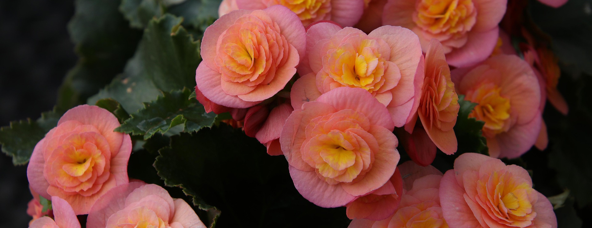 Holland Bulb Farms 2 Holland Bulb Farms -Holland Bulb Farms begonia 5191628 1920