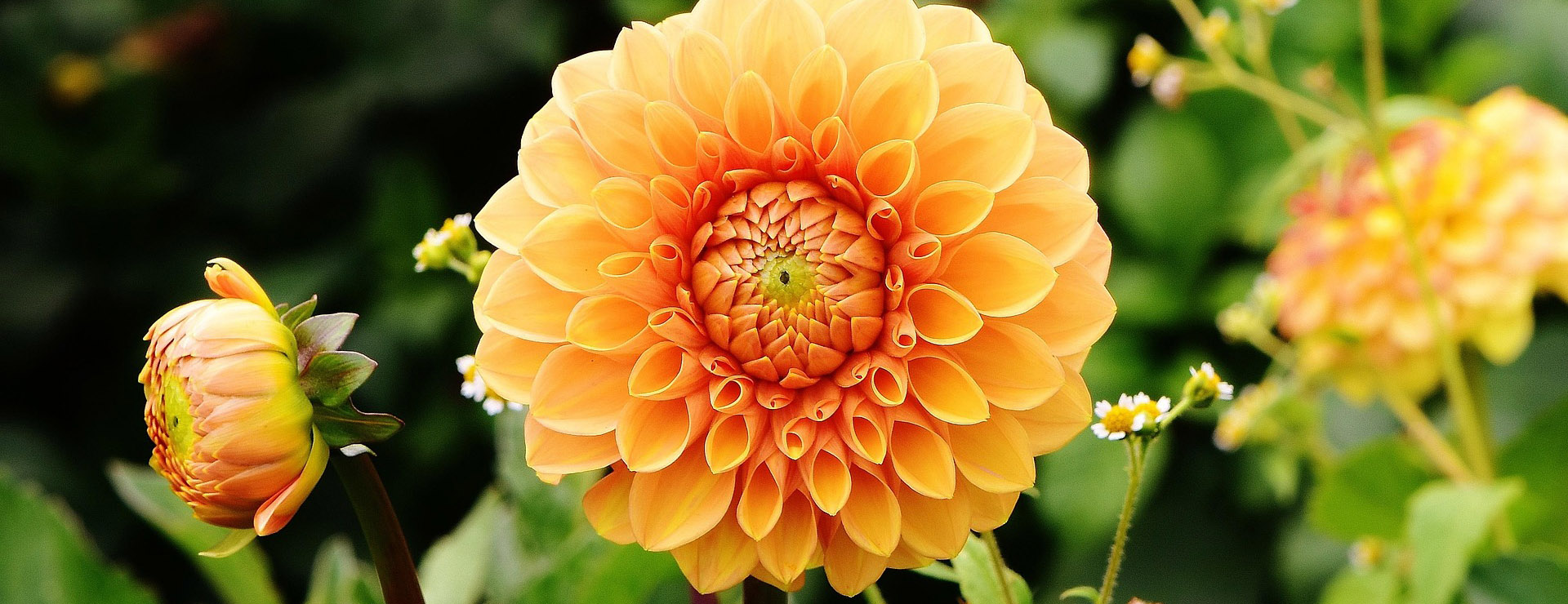 Holland Bulb Farms 4 Holland Bulb Farms -Holland Bulb Farms dahlias 1642464 1920